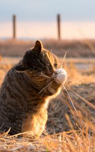 Preview wallpaper cat, playful, funny, grass