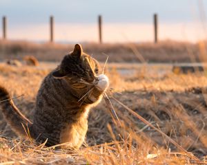 Preview wallpaper cat, playful, funny, grass