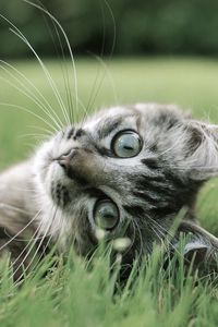 Preview wallpaper cat, playful, grass, lie, face