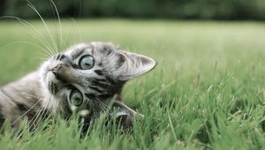 Preview wallpaper cat, playful, grass, lie, face