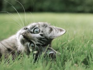 Preview wallpaper cat, playful, grass, lie, face