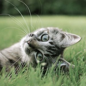 Preview wallpaper cat, playful, grass, lie, face