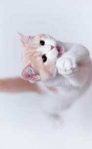 Preview wallpaper cat, playful, jump