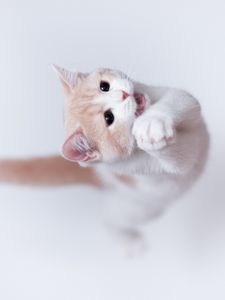 Preview wallpaper cat, playful, jump