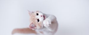 Preview wallpaper cat, playful, jump