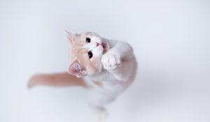 Preview wallpaper cat, playful, jump