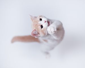 Preview wallpaper cat, playful, jump