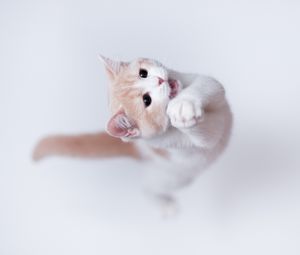 Preview wallpaper cat, playful, jump