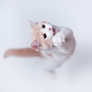 Preview wallpaper cat, playful, jump