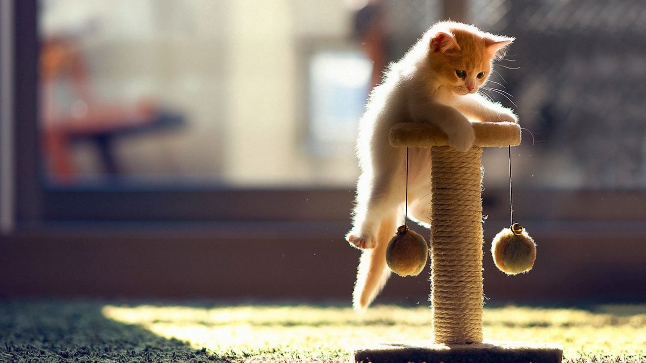 Wallpaper cat, playful, kitten, climbing