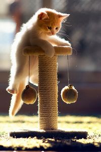 Preview wallpaper cat, playful, kitten, climbing