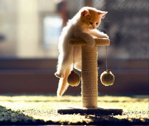 Preview wallpaper cat, playful, kitten, climbing