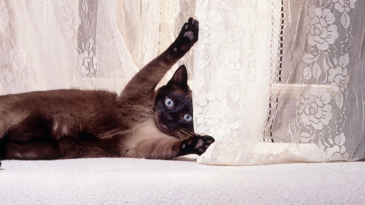 Wallpaper cat, playful, shower curtain