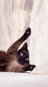 Preview wallpaper cat, playful, shower curtain