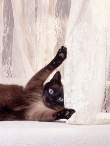 Preview wallpaper cat, playful, shower curtain