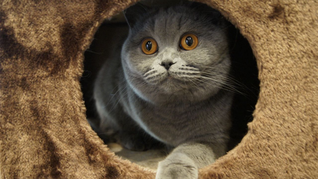 Wallpaper cat, playful, sitting, gray
