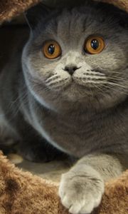 Preview wallpaper cat, playful, sitting, gray