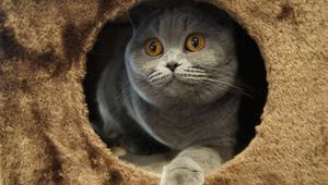Preview wallpaper cat, playful, sitting, gray