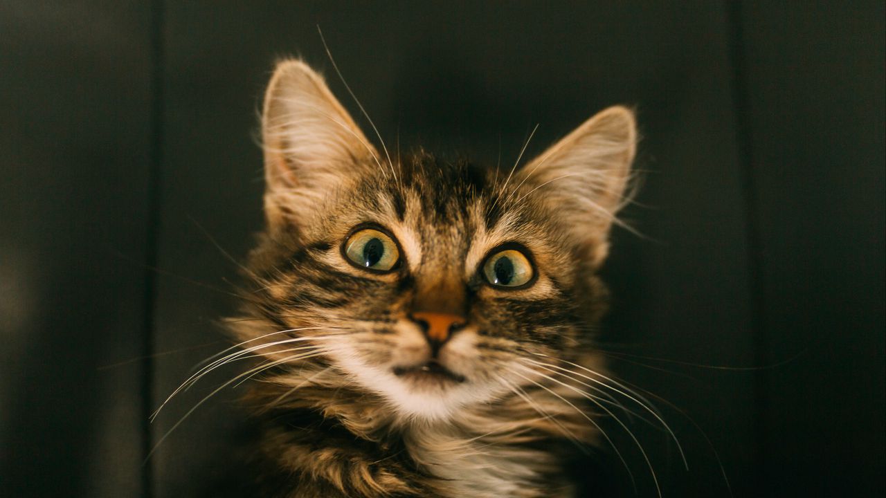 Wallpaper cat, pleased, muzzle