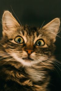 Preview wallpaper cat, pleased, muzzle