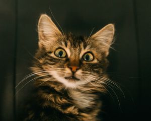 Preview wallpaper cat, pleased, muzzle