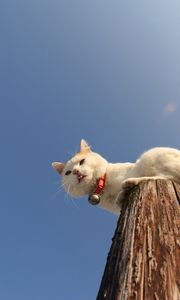 Preview wallpaper cat, pole, collar, sit