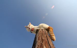 Preview wallpaper cat, pole, collar, sit
