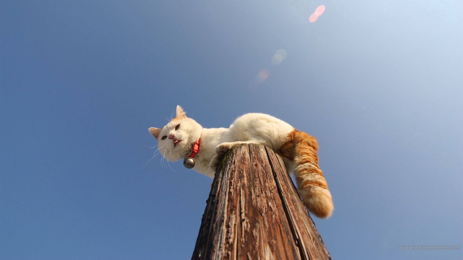 Download wallpaper 1920x1080 cat, pole, collar, sit full hd, hdtv, fhd ...