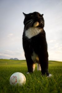 Preview wallpaper cat, pose, ball, golf, grass, funny