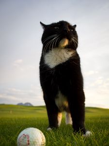 Preview wallpaper cat, pose, ball, golf, grass, funny