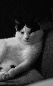 Preview wallpaper cat, pose, funny, pet, black and white