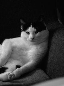 Preview wallpaper cat, pose, funny, pet, black and white