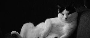Preview wallpaper cat, pose, funny, pet, black and white
