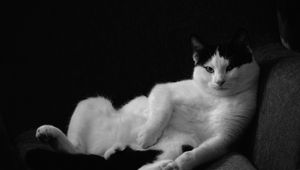 Preview wallpaper cat, pose, funny, pet, black and white