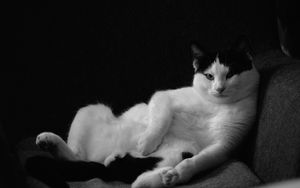 Preview wallpaper cat, pose, funny, pet, black and white