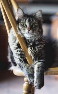 Preview wallpaper cat, pose, pet, fluffy, chair