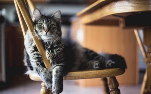 Preview wallpaper cat, pose, pet, fluffy, chair