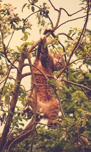 Preview wallpaper cat, pose, tree, branches, pet