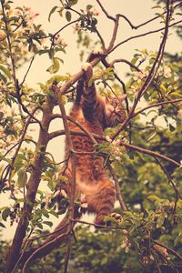 Preview wallpaper cat, pose, tree, branches, pet