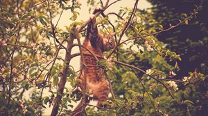 Preview wallpaper cat, pose, tree, branches, pet