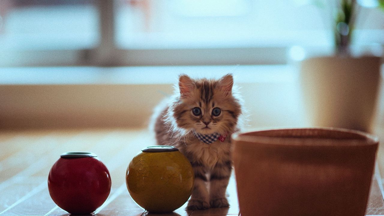 Wallpaper cat, pot, parquet, sit, fluffy