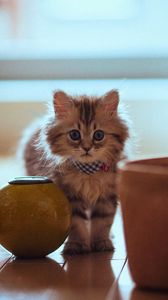 Preview wallpaper cat, pot, parquet, sit, fluffy
