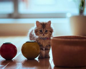 Preview wallpaper cat, pot, parquet, sit, fluffy