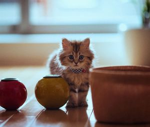 Preview wallpaper cat, pot, parquet, sit, fluffy