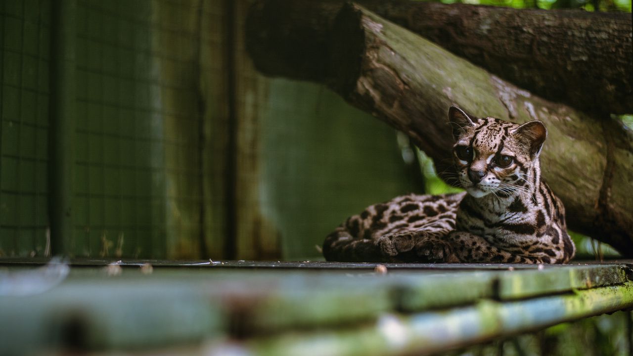 Wallpaper cat, predator, big cat, margay