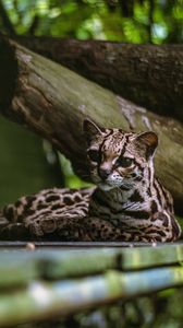 Preview wallpaper cat, predator, big cat, margay