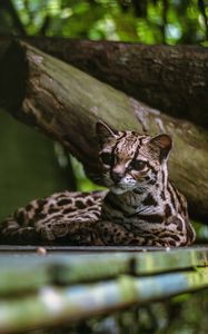 Preview wallpaper cat, predator, big cat, margay