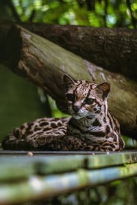 Preview wallpaper cat, predator, big cat, margay