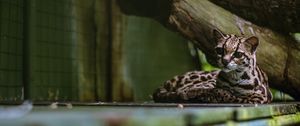 Preview wallpaper cat, predator, big cat, margay