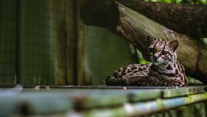 Preview wallpaper cat, predator, big cat, margay